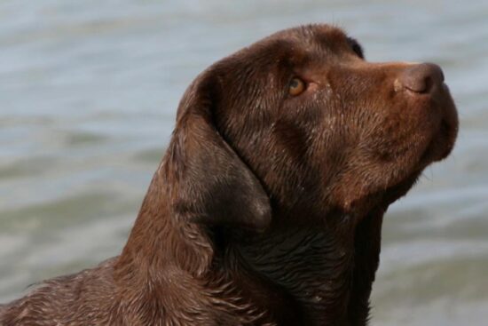 Chocolate Labrador bred by Big Sky Labradors in Chicagoland