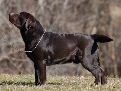 CH Lacote Boomerang to Big Sky - chocolate Labrador