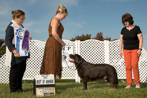 Boomer winning Best of Winners at the Labrador Retriever Club of the Potomac Bare Bones specialty show Oct 2021