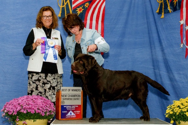 Boomer finishing his championship under Judge Sherry Anderson