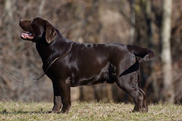 A young chocolate Labrador Retriever