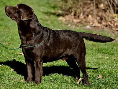 Lab male in Chicagoland