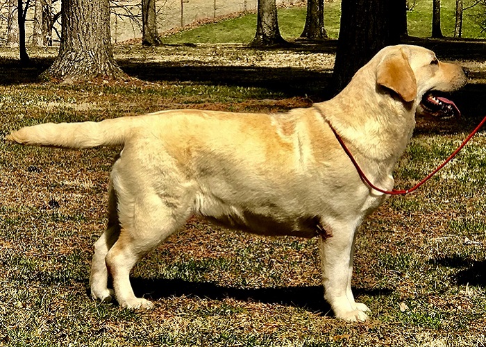 Yellow Labrador female