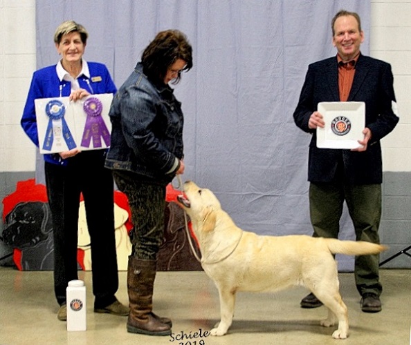 Yellow Lab winning 5 point major at specialty show