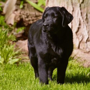 Puppies – Big Sky Labradors