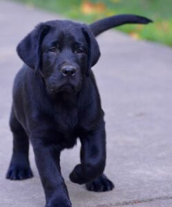 Blue sky hot sale labradors