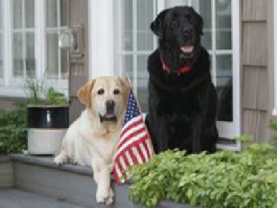 Patriotic puppies
