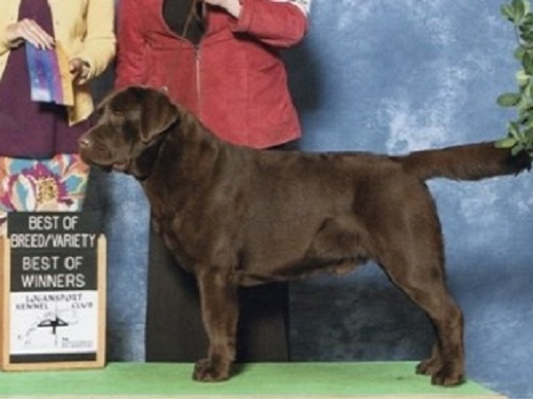 Chocolate Labrador winning in the show ring