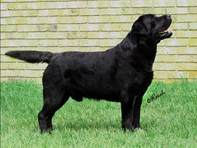 what are the big labradors