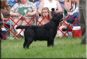 Mason won the Stud Dog class with his son, Joshua