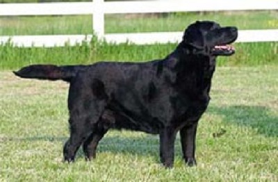 CH Tabatha’s Sizzle, a black female Labrador