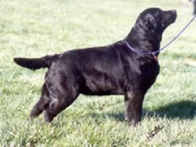 Tabatha's Token Talent - black Labrador Retriever