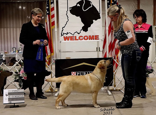 Yellow Lab winning first place at a specialty dog show