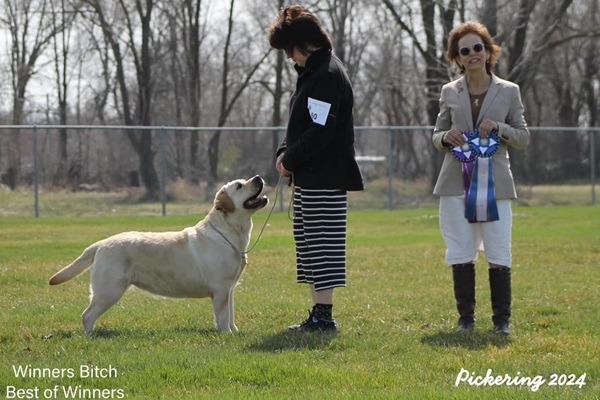 Yellow Lab winning at a specialty show
