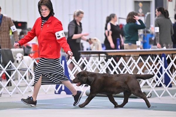 Chocolate Lab competing in a dog show