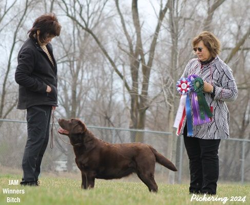 Chocolate Lab winning the points, Best Bred-by and a Jam under Claire White-Peterson