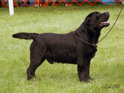 Multi specialty show winning Labrador